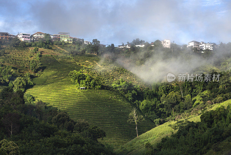 早上在泰国清莱的Doi Mae Salong茶园的美丽风景